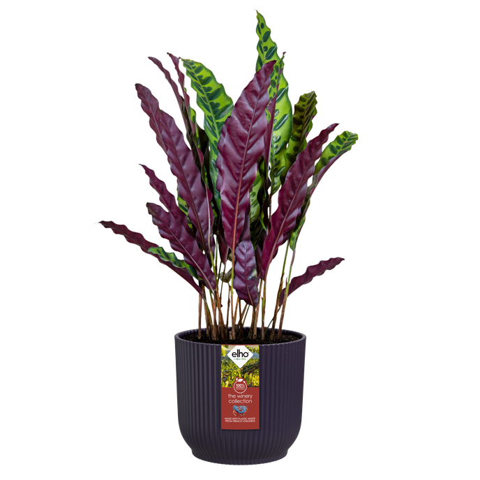 the winery collection 18cm mauve foncé